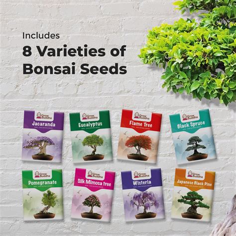 Bonsai Seeds for sale .